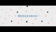黑拉布拉多犬有白毛