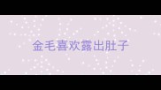 金毛喜欢露出肚子