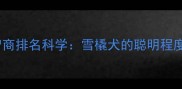 哈士奇犬类智商排名科学雪橇犬的聪明程度与养宠指南