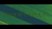 狗出生两个月的大小