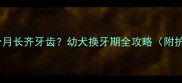边牧几个月长齐牙齿幼犬换牙期全攻略附护理指南