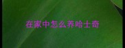 在家中怎么养哈士奇