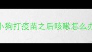 小狗打疫苗之后咳嗽怎么办