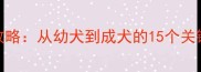金毛巡回犬训练全攻略从幼犬到成犬的15个关键技巧附训练视频