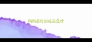 狗狗最好的疫苗是啥