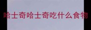 哈士奇哈士奇吃什么食物