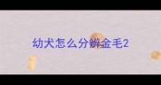 幼犬怎么分辨金毛