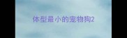 体型最小的宠物狗