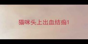 猫咪头上出血结痂