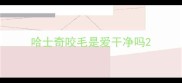 哈士奇咬毛是爱干净吗