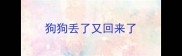 狗狗丢了又回来了