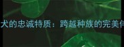 拉布拉多犬的忠诚特质跨越种族的完美伴侣选择