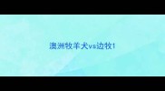 澳洲牧羊犬vs边牧