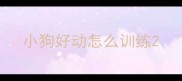小狗好动怎么训练