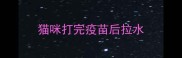 猫咪打完疫苗后拉水