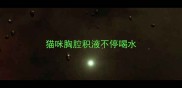 猫咪胸腔积液不停喝水