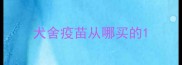 犬舍疫苗从哪买的