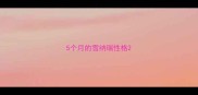 5个月的雪纳瑞性格