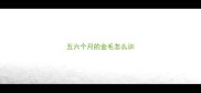 五六个月的金毛怎么训