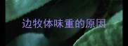 边牧体味重的原因