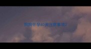 狗狗怀孕40天注意事项