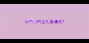 两个月的金毛爱睡觉