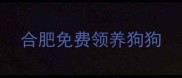 合肥免费领养狗狗