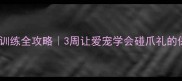 小狗握手训练全攻略3周让爱宠学会碰爪礼的保姆级教程