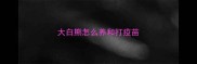 大白熊怎么养和打疫苗
