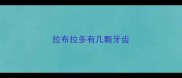 拉布拉多有几颗牙齿