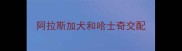 阿拉斯加犬和哈士奇交配