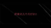 萨摩犬几个月打针