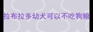 拉布拉多幼犬可以不吃狗粮