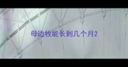 母边牧能长到几个月