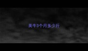 英牛3个月多少斤