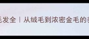 金毛幼犬毛发全从绒毛到浓密金毛的养护指南