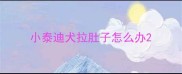 小泰迪犬拉肚子怎么办