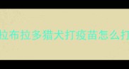拉布拉多猎犬打疫苗怎么打