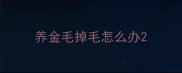 养金毛掉毛怎么办
