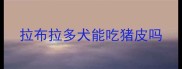 拉布拉多犬能吃猪皮吗