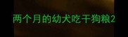 两个月的幼犬吃干狗粮