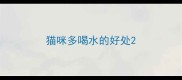 猫咪多喝水的好处