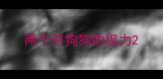 两个月狗狗的视力