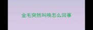 金毛突然叫唤怎么回事