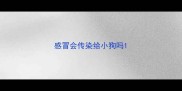 感冒会传染给小狗吗