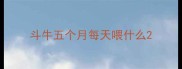 斗牛五个月每天喂什么