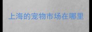 上海的宠物市场在哪里