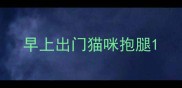 早上出门猫咪抱腿