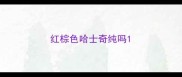 红棕色哈士奇纯吗