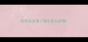 拉布拉多得了细小怎么护理